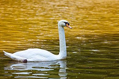 像素风轻肉鸽弹幕射击游戏《旋涡》 现已推出试玩Demo